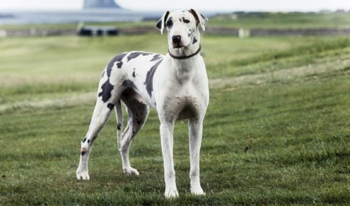 Top 10 Largest Dog Breeds