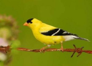 Top 10 Most Beautiful Birds in the World